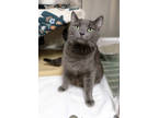 Loreli, Domestic Shorthair For Adoption In Ann Arbor, Michigan