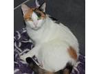 Sugar, Domestic Shorthair For Adoption In Morgan Hill, California