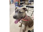 Megan, American Pit Bull Terrier For Adoption In Morgan Hill, California