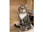 Marty, Domestic Shorthair For Adoption In Middle Village, New York
