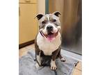 Taffy (mcas), American Pit Bull Terrier For Adoption In Troutdale, Oregon