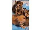 Kittens-avail. June, Domestic Shorthair For Adoption In Arlington, Virginia