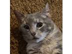 Sally (with Penn), Domestic Shorthair For Adoption In Silverton, Oregon