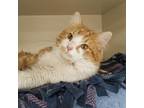 Bub, Domestic Longhair For Adoption In Verona, Wisconsin