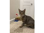 Tilly, Domestic Shorthair For Adoption In Harleysville, Pennsylvania