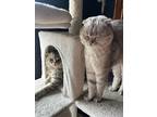 Mikha And Muffin, Scottish Fold For Adoption In New York, New York