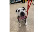 Beatrice, American Pit Bull Terrier For Adoption In Matteson, Illinois