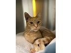 Olive, Domestic Shorthair For Adoption In Duncan, British Columbia