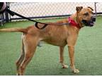 Drew, American Pit Bull Terrier For Adoption In West Seneca, New York