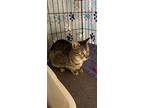 Cuddles, Domestic Shorthair For Adoption In Spring, Texas