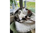 Creme Brulee, Domestic Shorthair For Adoption In Orlando, Florida