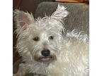 Arnold, Westie, West Highland White Terrier For Adoption In Horn Lake