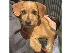 Farwell 11 Pounds, Terrier (unknown Type, Medium) For Adoption In Marlton