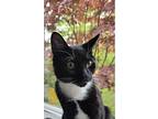 Tuxxy, Domestic Shorthair For Adoption In Elmwood Park, New Jersey