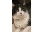 Winter, Domestic Longhair For Adoption In Elmwood Park, New Jersey