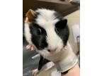 Poppy, Guinea Pig For Adoption In Irving, Texas