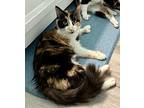 Violette, Calico For Adoption In Andover, Connecticut