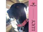 Lucy (courtesy Post), Labrador Retriever For Adoption In Council Bluffs, Iowa