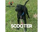 Scooter (courtesy Post), Labrador Retriever For Adoption In Council Bluffs, Iowa