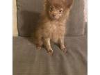 Pomeranian Puppy for sale in Chatsworth, GA, USA