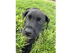 Dan, Labrador Retriever For Adoption In Forest Hill, Maryland