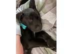 Don, Labrador Retriever For Adoption In Forest Hill, Maryland