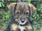 Albus, Terrier (unknown Type, Small) For Adoption In Los Angeles, California