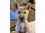 Nina, Airedale Terrier For Adoption In Agoura, California