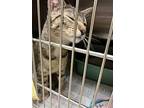 2405-0493 Ruppie (available 5/15), Domestic Shorthair For Adoption In Virginia