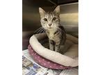 2405-0091 Pixie (available 5/13), Domestic Shorthair For Adoption In Virginia