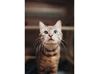 73034a Tuna - Pounce Cat Cafe, Domestic Shorthair For Adoption In North