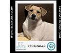 Christmas 050424, Labrador Retriever For Adoption In Kimberton, Pennsylvania