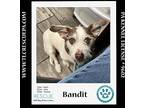 Bandit 050424, Parson Russell Terrier For Adoption In Kimberton, Pennsylvania