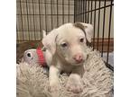 Izzy (glades Road Pups), Labrador Retriever For Adoption In Lewis Center, Ohio
