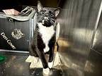 Orchid, Domestic Shorthair For Adoption In New York, New York