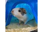 Oreo And Bonbon, Guinea Pig For Adoption In Burlingame, California