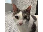 Mouse, Domestic Shorthair For Adoption In Golden, Colorado