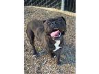 Boogey, Staffordshire Bull Terrier For Adoption In Burlingame, California