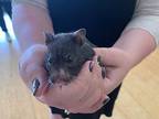 Korra, Hamster For Adoption In Imperial Beach, California