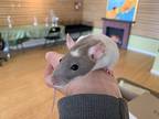 Wallace, Rat For Adoption In Imperial Beach, California