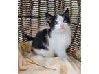 Bandit, Domestic Shorthair For Adoption In Atlantic City, New Jersey