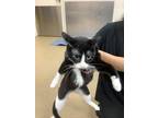 Michonne, Domestic Shorthair For Adoption In Fort Worth, Texas