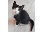Boots, Domestic Shorthair For Adoption In Atlantic City, New Jersey