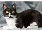 Madison, Domestic Shorthair For Adoption In Blackwood, New Jersey