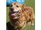 Malibu, Terrier (unknown Type, Medium) For Adoption In Silverdale, Washington