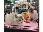 Mia And Luna - Bonded Pair, Siamese For Adoption In Antioch, California