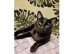 King Felix, Domestic Shorthair For Adoption In North Las Vegas, Nevada