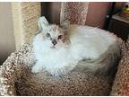 Tinkerbell, Domestic Longhair For Adoption In North Las Vegas, Nevada