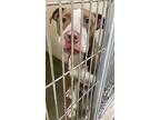 Bingo, American Pit Bull Terrier For Adoption In Vancouver, Washington