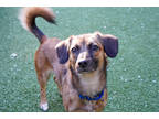 Lilith, Terrier (unknown Type, Small) For Adoption In Bellevue, Washington